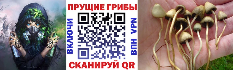 Псилоцибиновые грибы мухоморы  дарнет шоп  Ишимбай 